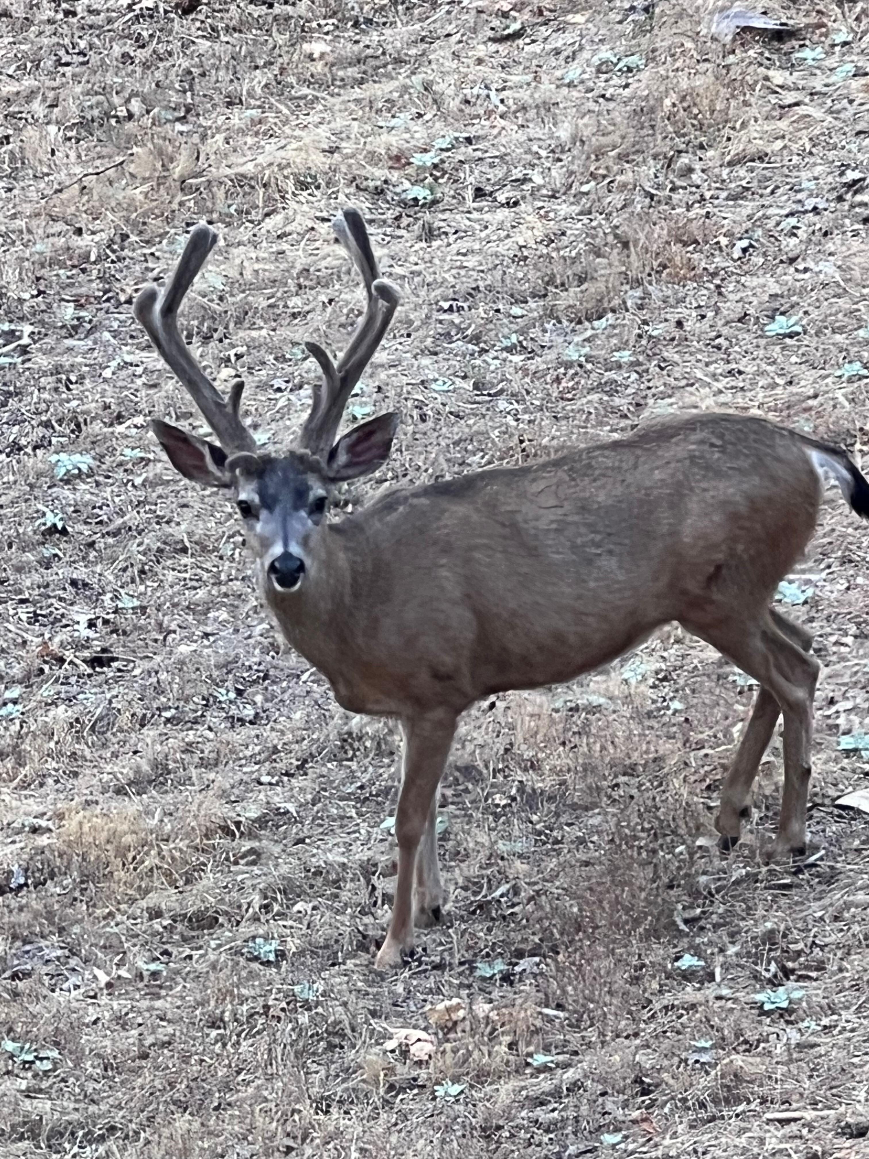 He walked right on by when we were sitting on the deck playing cribbage. 