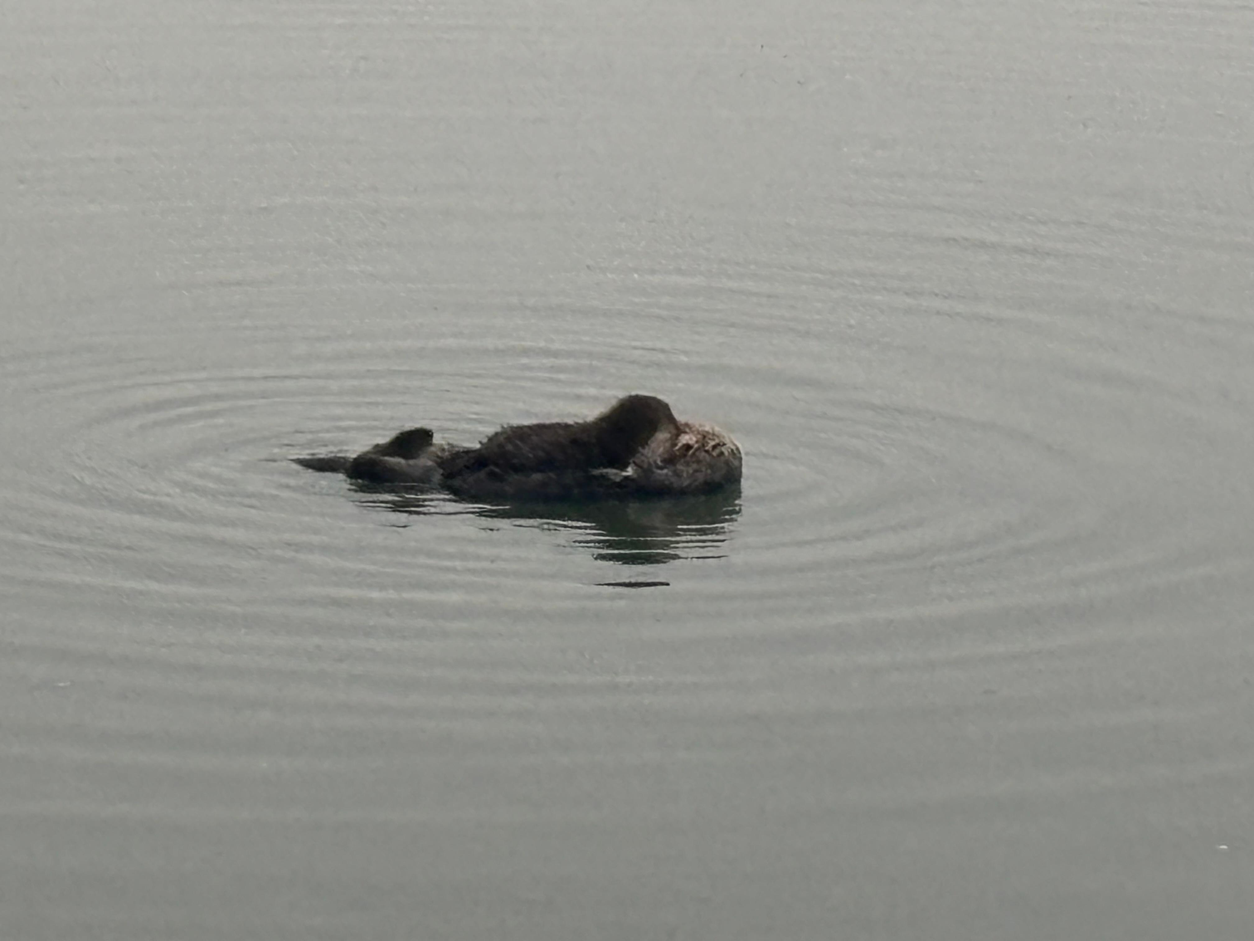 Otter mom with young ones 