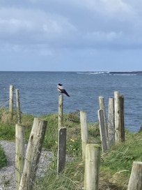 Magpie at the beach