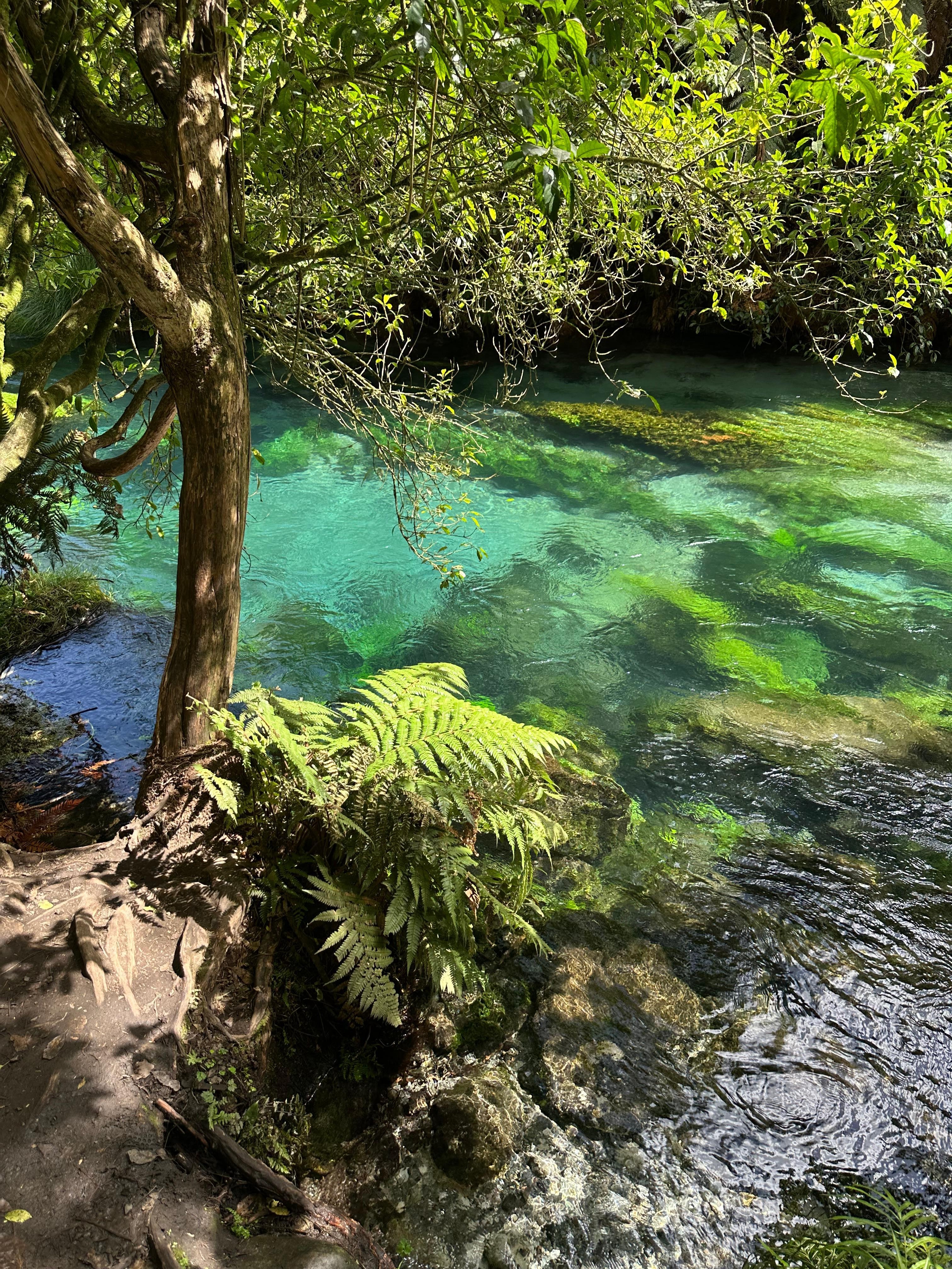 Just a glimpse of Blue Spring beauty 