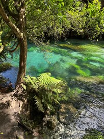 Just a glimpse of Blue Spring beauty