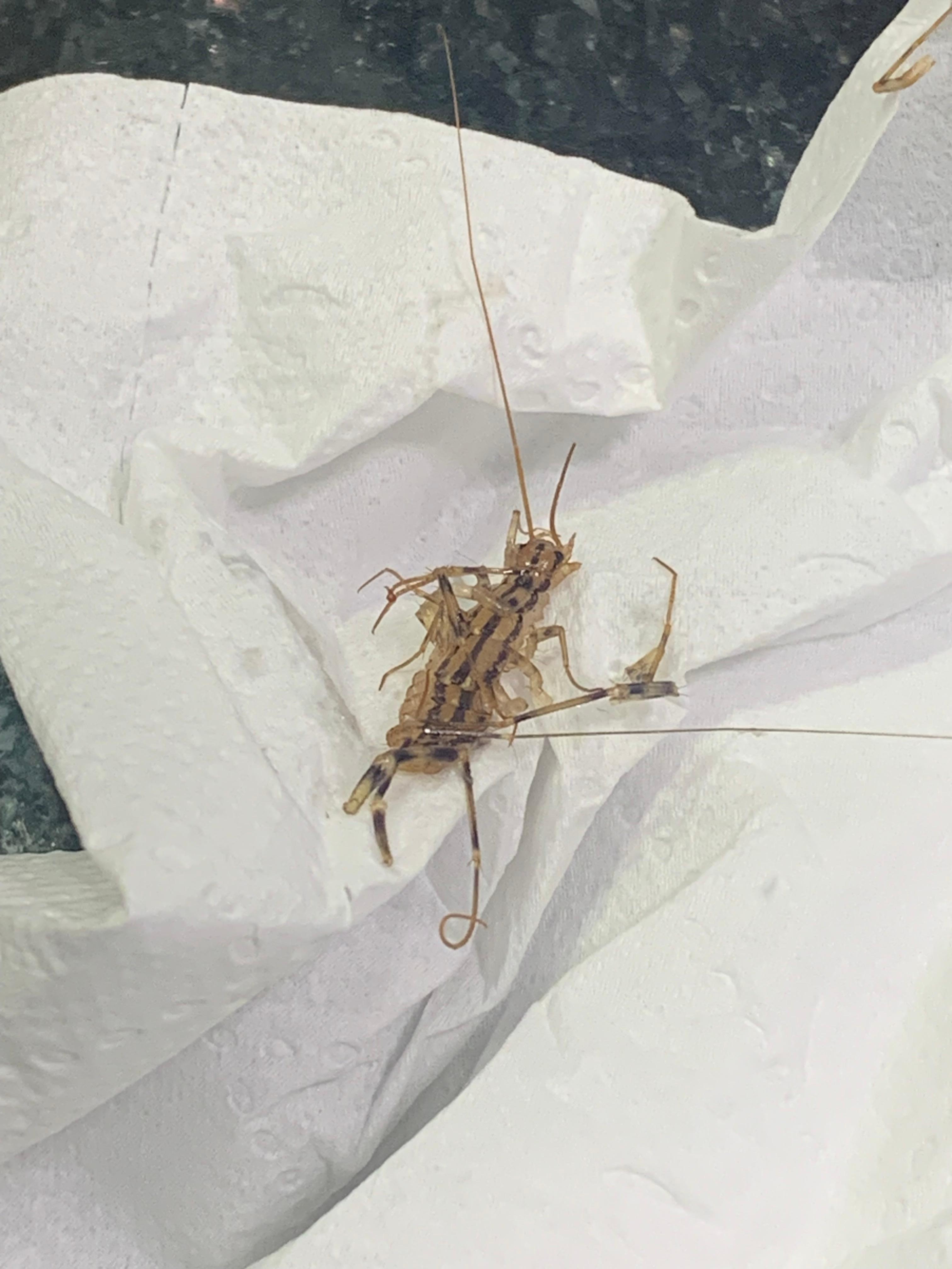 The bugs we found in our room.