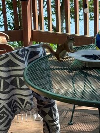 This is Jeff Peterson. He was always around and fun to watch. My grandson named him.