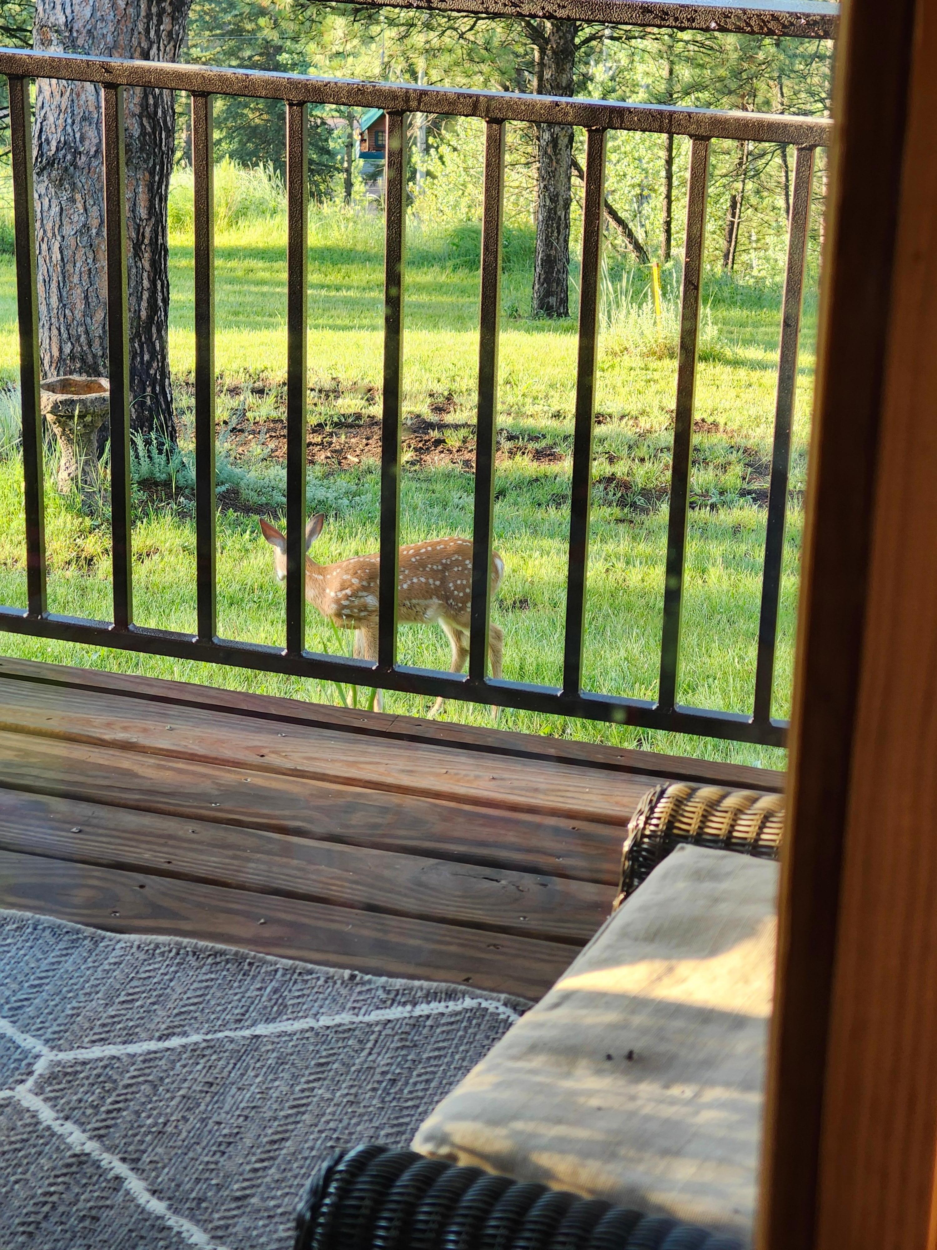 Out the front windows this morning 7-24-2025