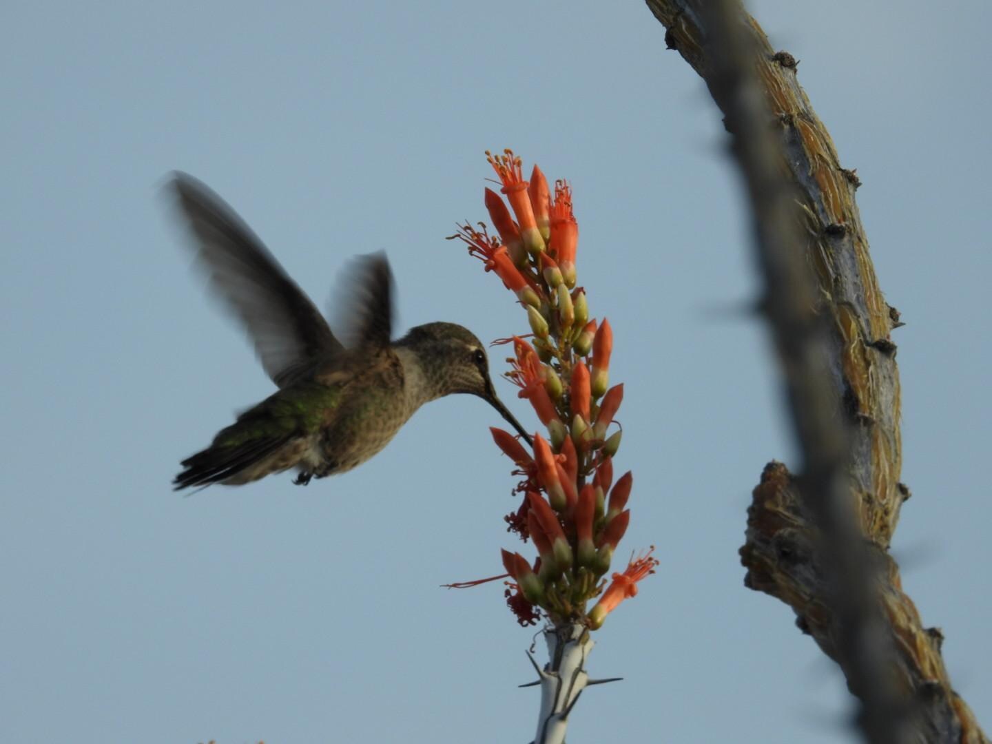 Anna's Hummingbird 