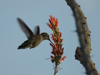 Anna's Hummingbird