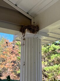 Cobwebs and dust hanging down at front door