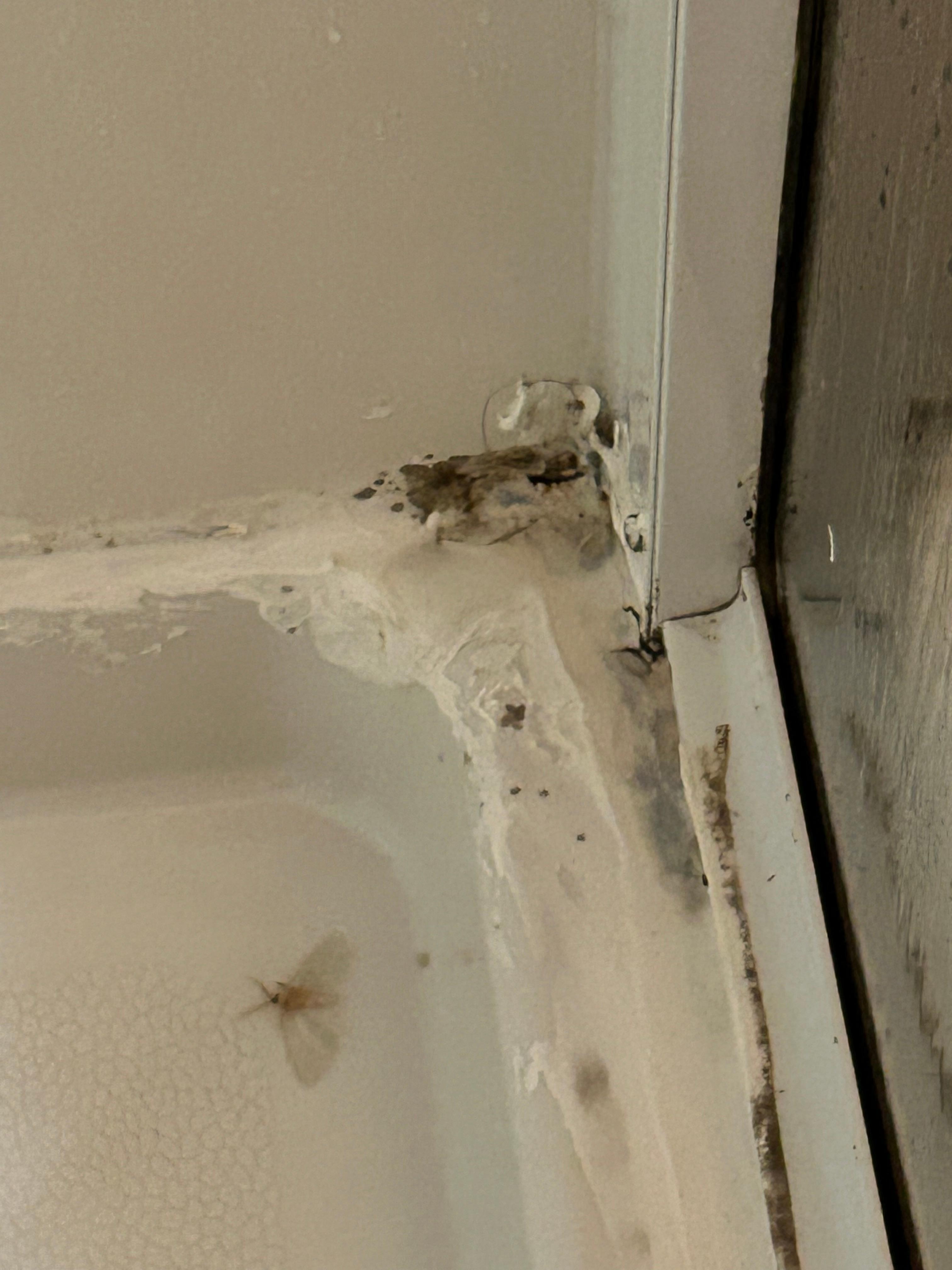 Black Mold Inside of Shower 