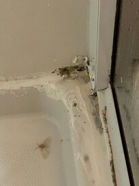 Black Mold Inside of Shower