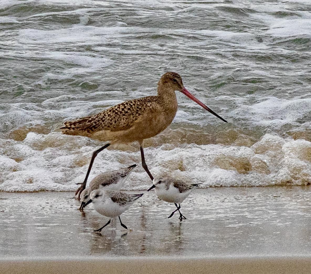 Marbled Godwit, seen from property