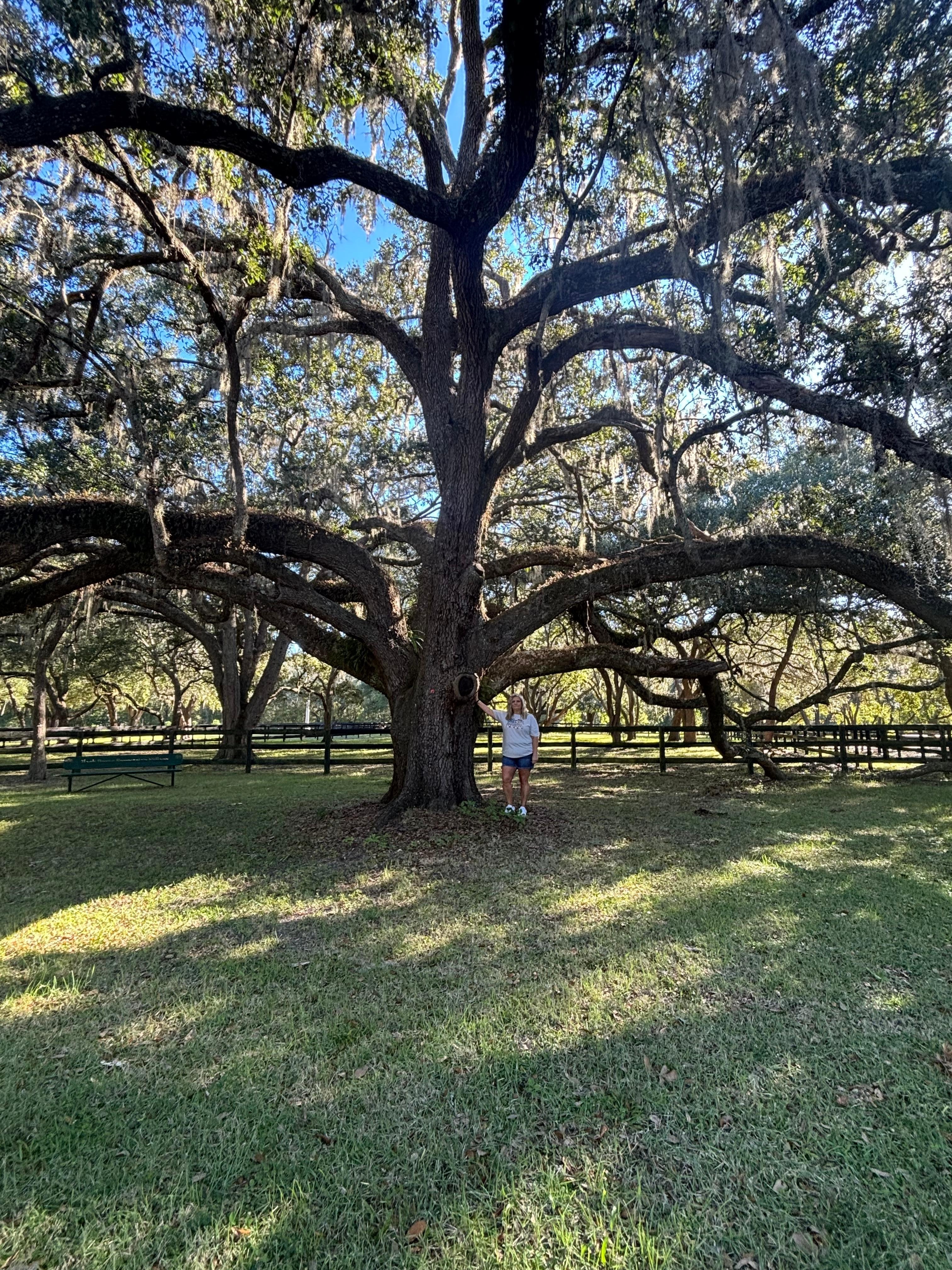 Huge towering oak outside our tiny house