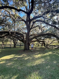 Huge towering oak outside our tiny house