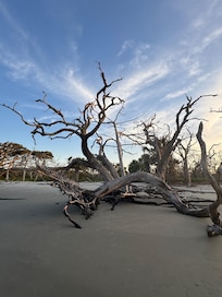 Driftwood beach