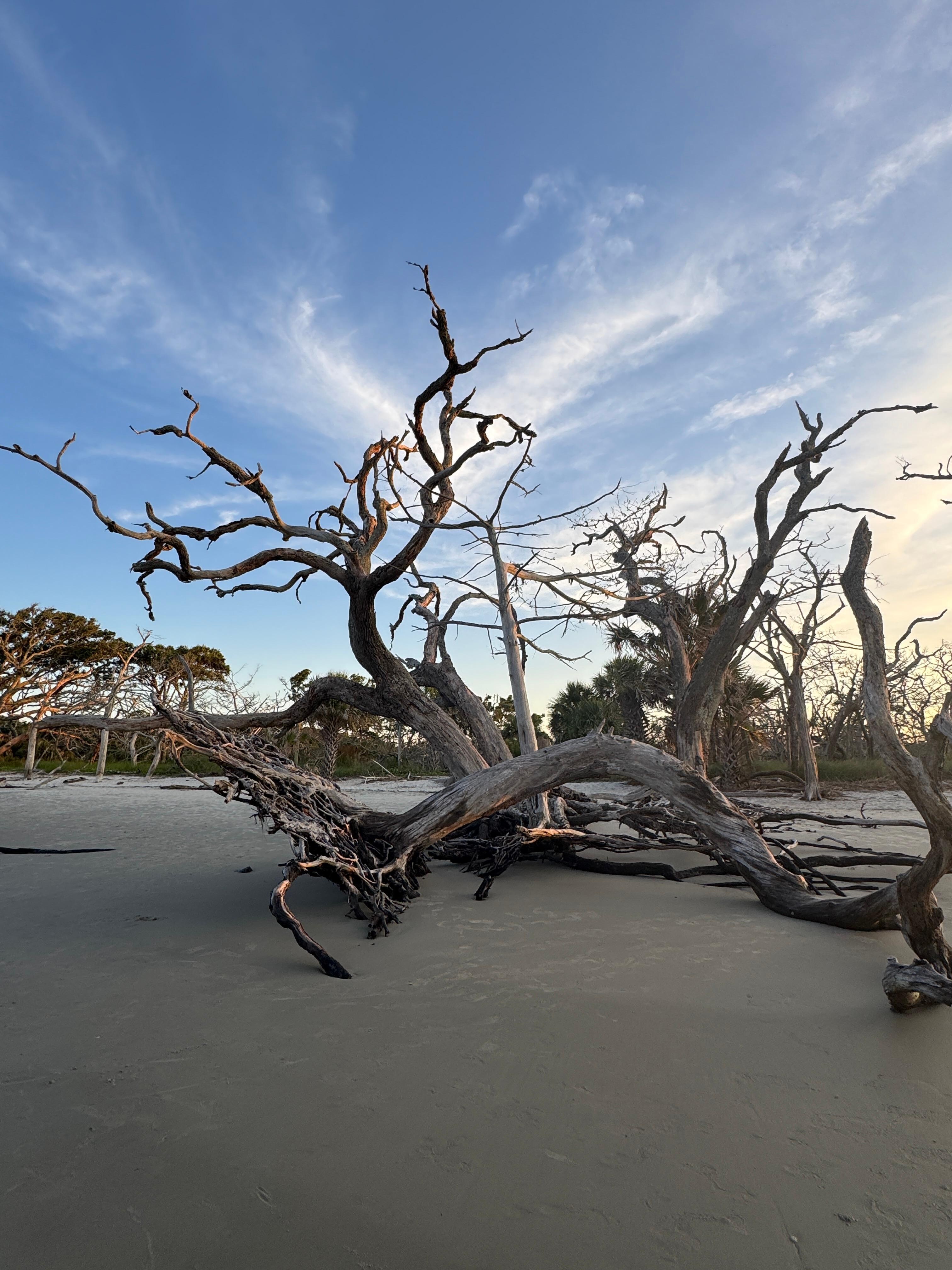 Driftwood beach