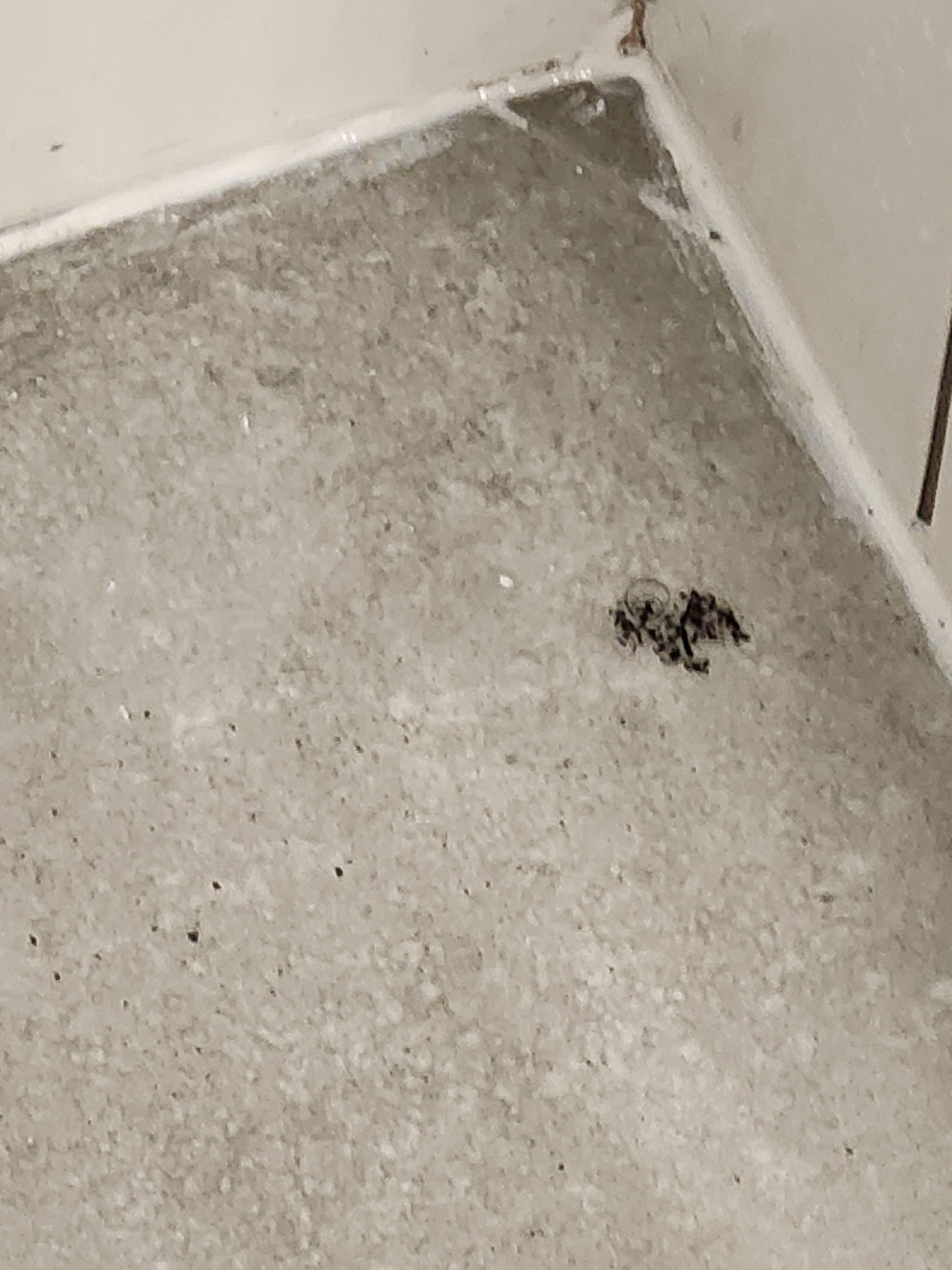 Hair in the shower 