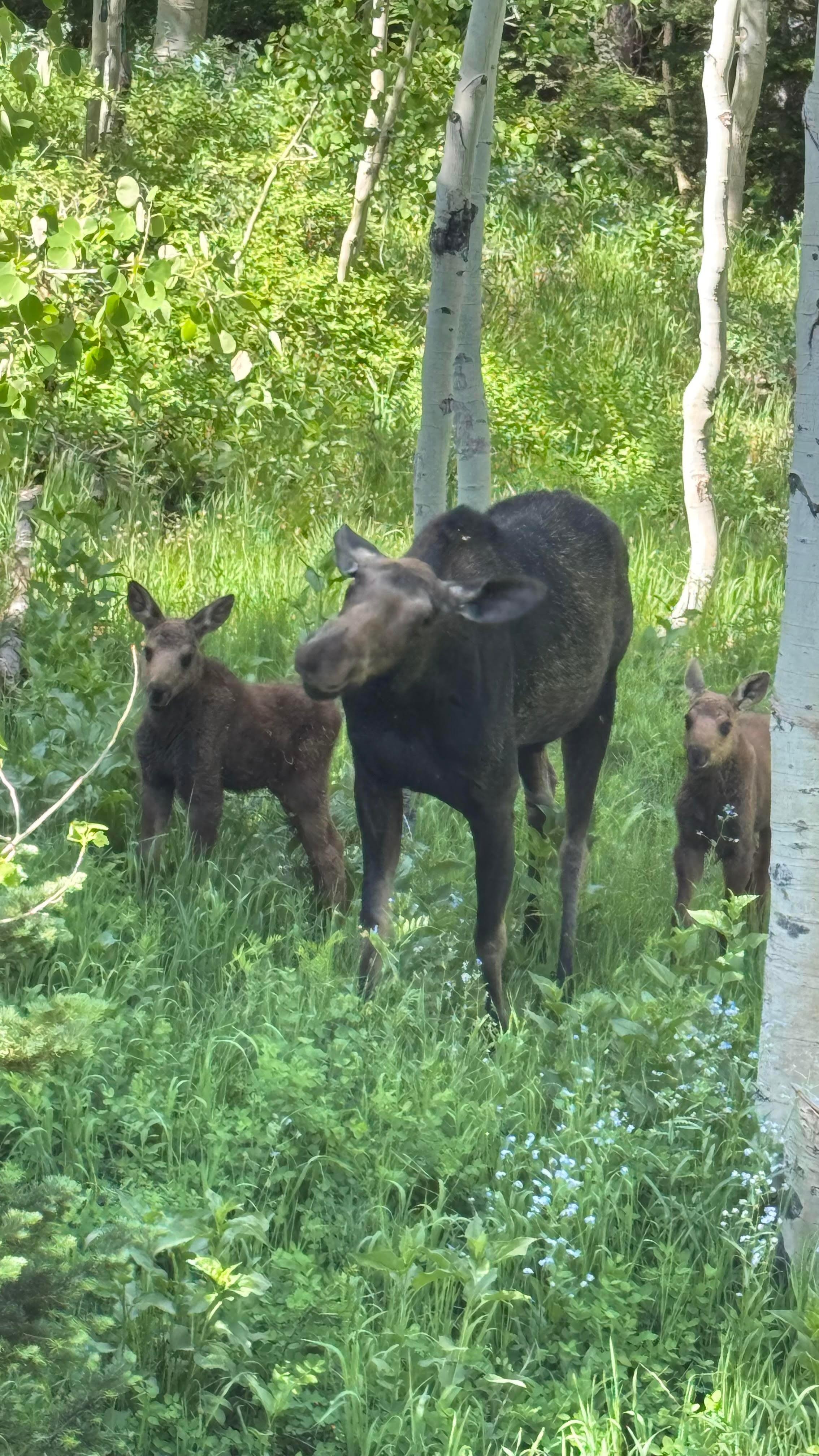 Just feet away from the back patio.