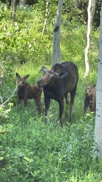 Just feet away from the back patio.