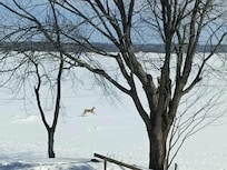 Deer passing