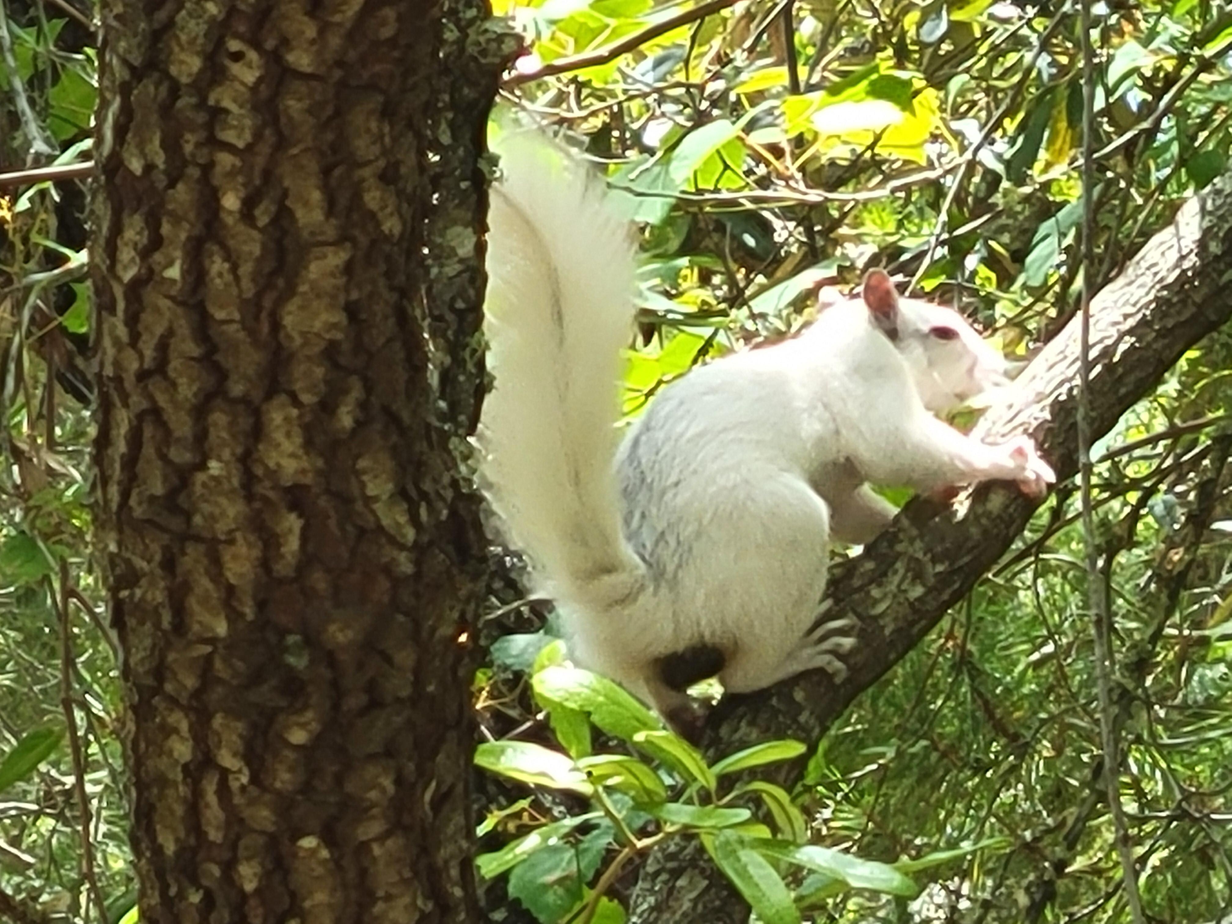 Beautiful white Squirrel 