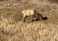 Elk sighting from road directly behind property