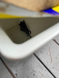 Live bat