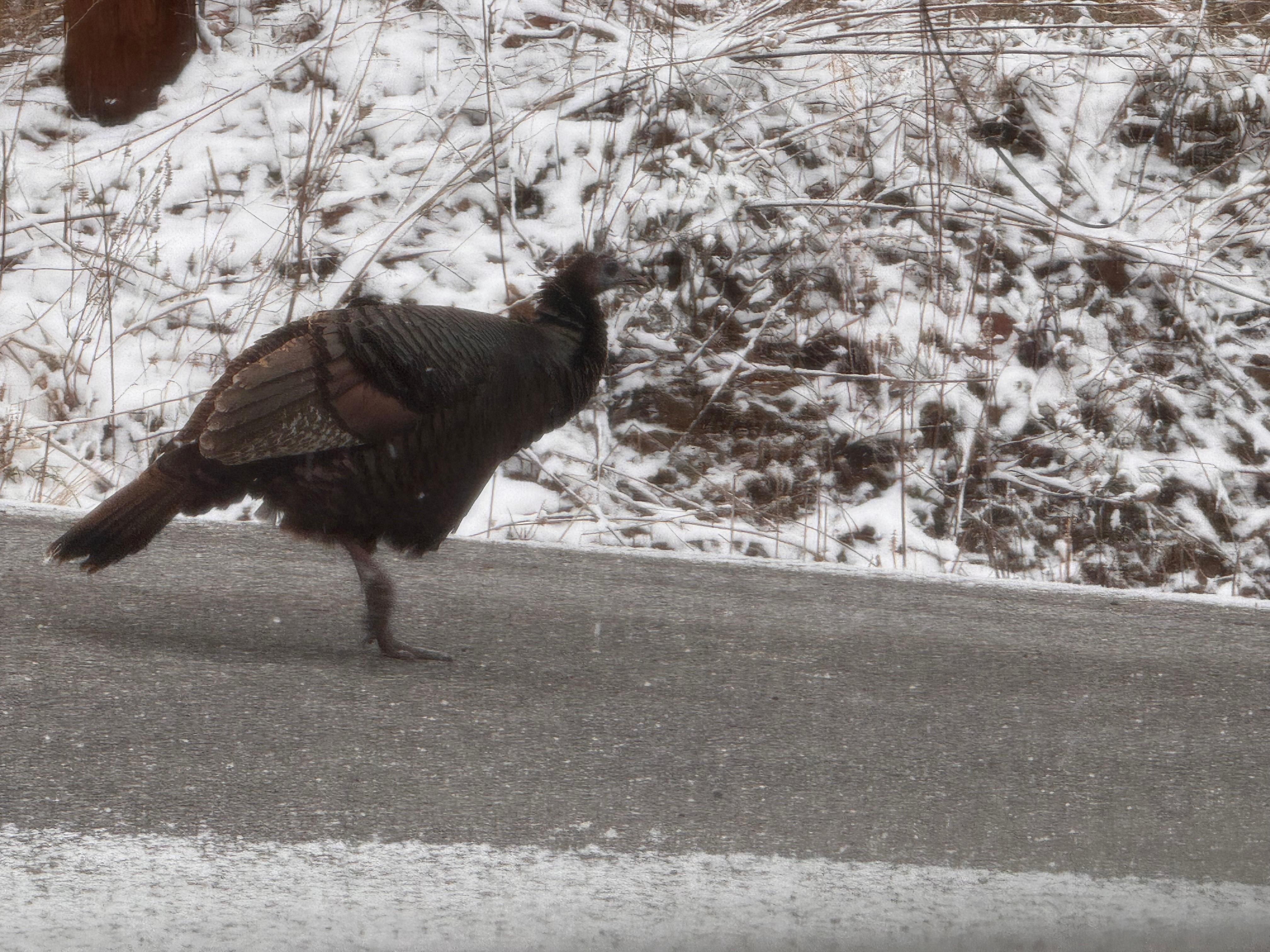 A wild turkey pecking in the snow. Lots of wildlife!