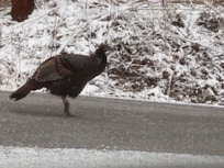 A wild turkey pecking in the snow. Lots of wildlife!