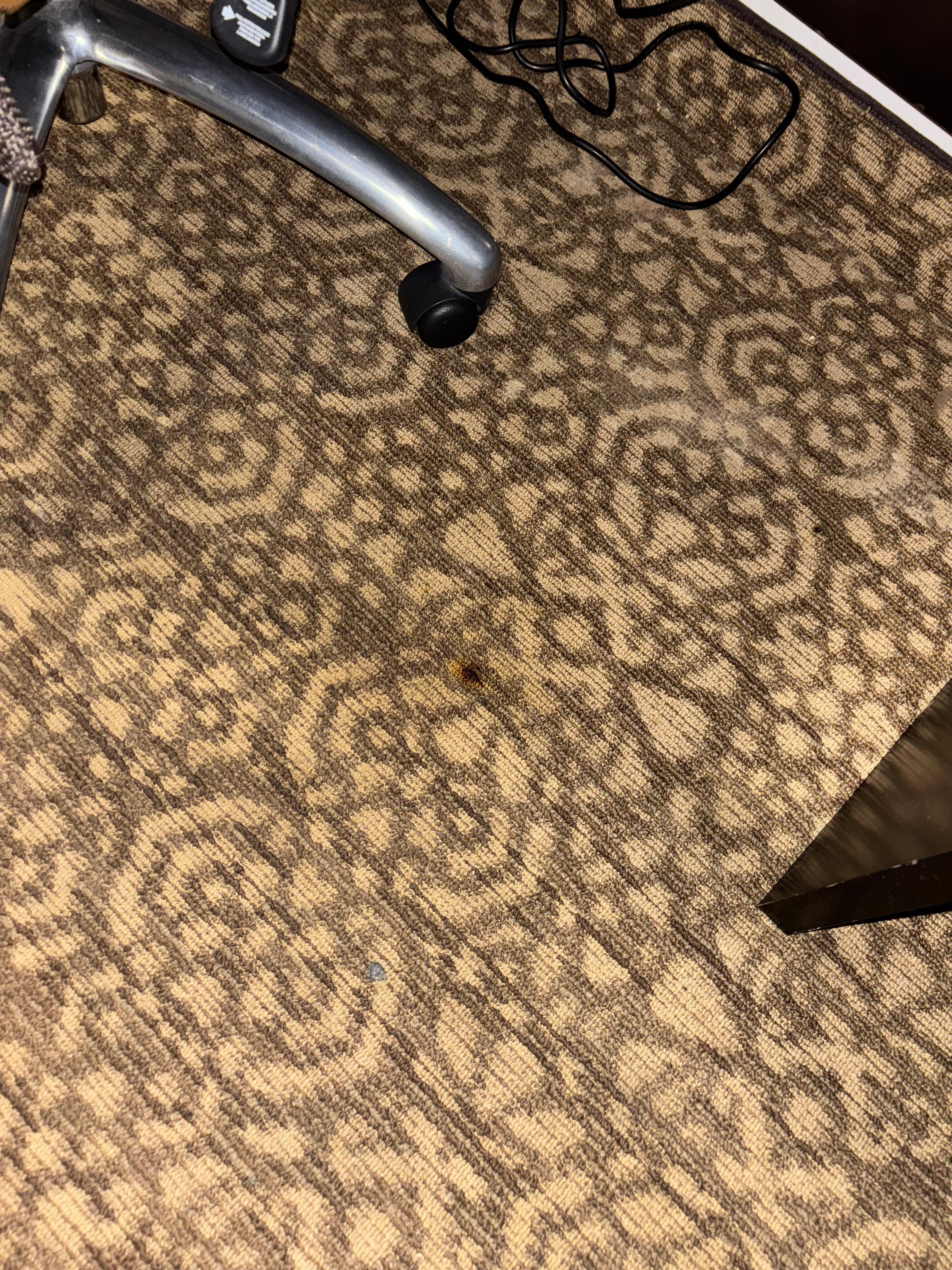 Blood stain in carpet