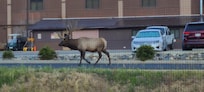 Guests of the wild variety stroll through campus.