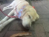 Wore out puppet!