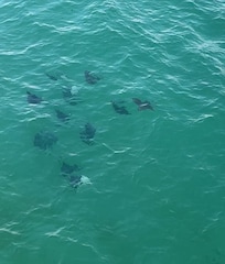 Sting rays from pier