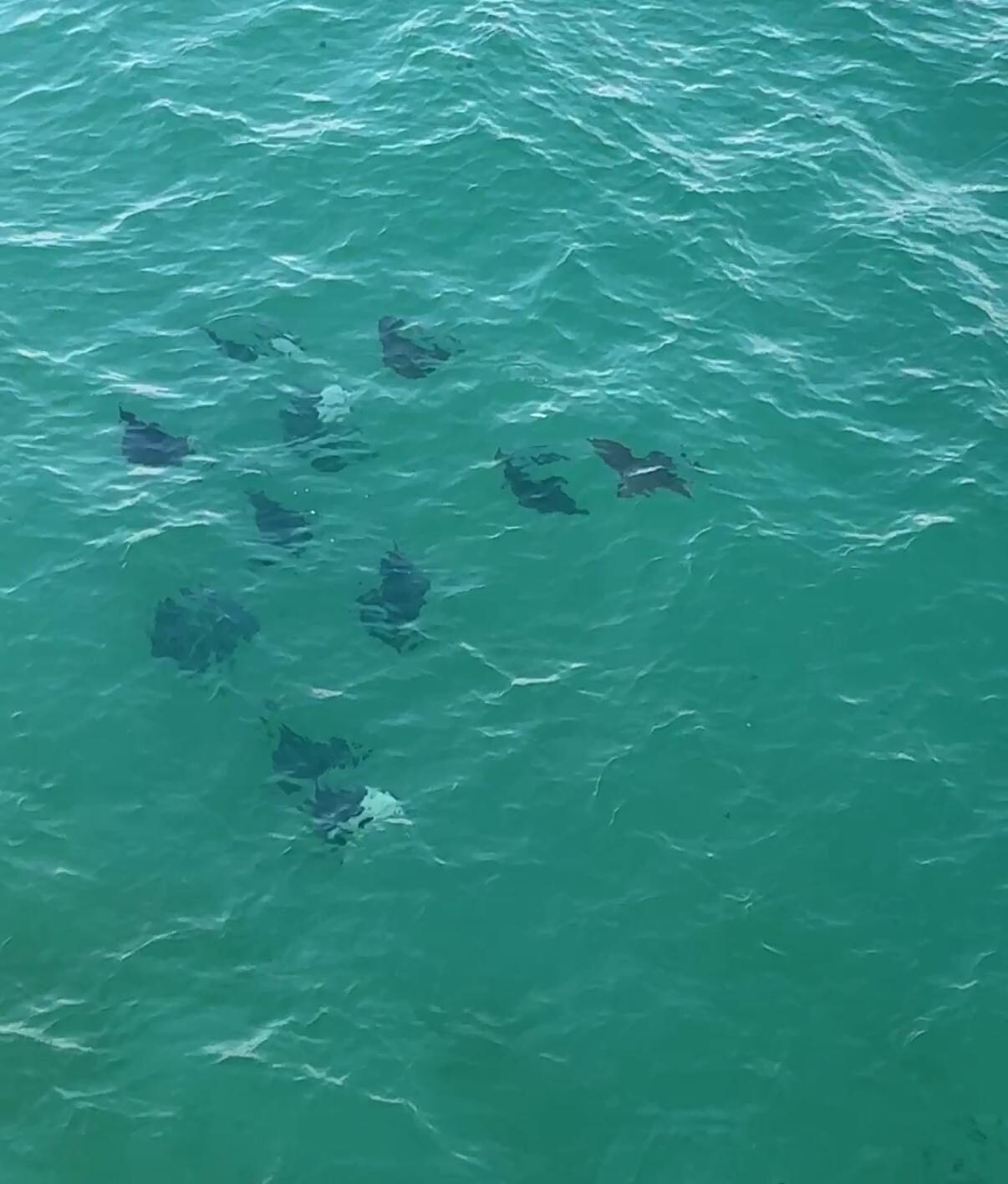 Sting rays from pier