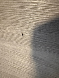 Mouse poop after i swept up poop.