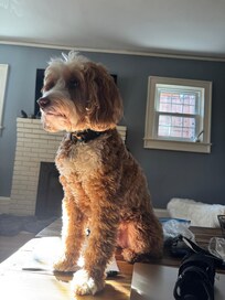 Jasper especially enjoyed chasing his ball in the back yard.