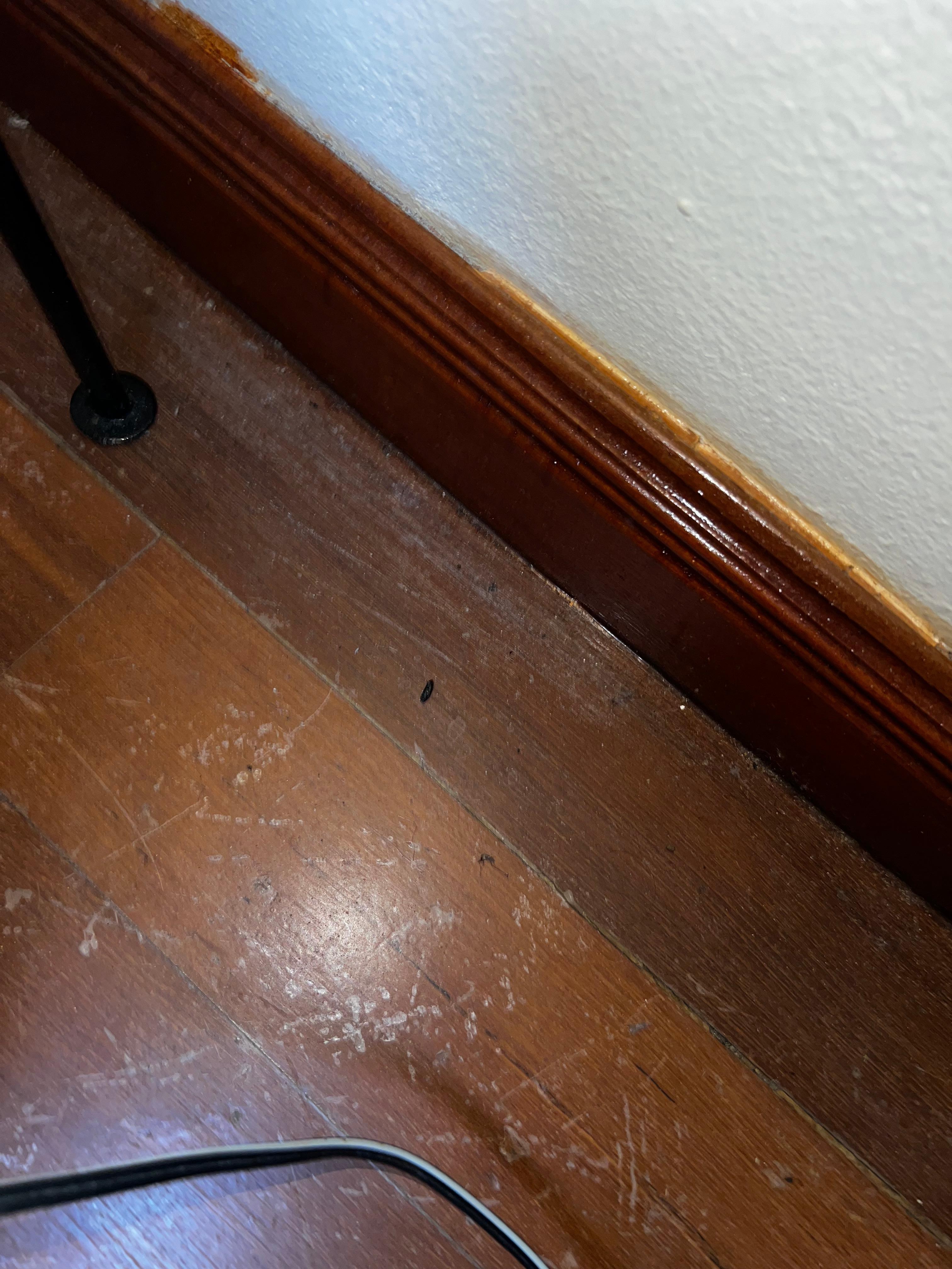 Lizard poop #1 on the ground