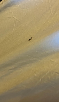What is that?