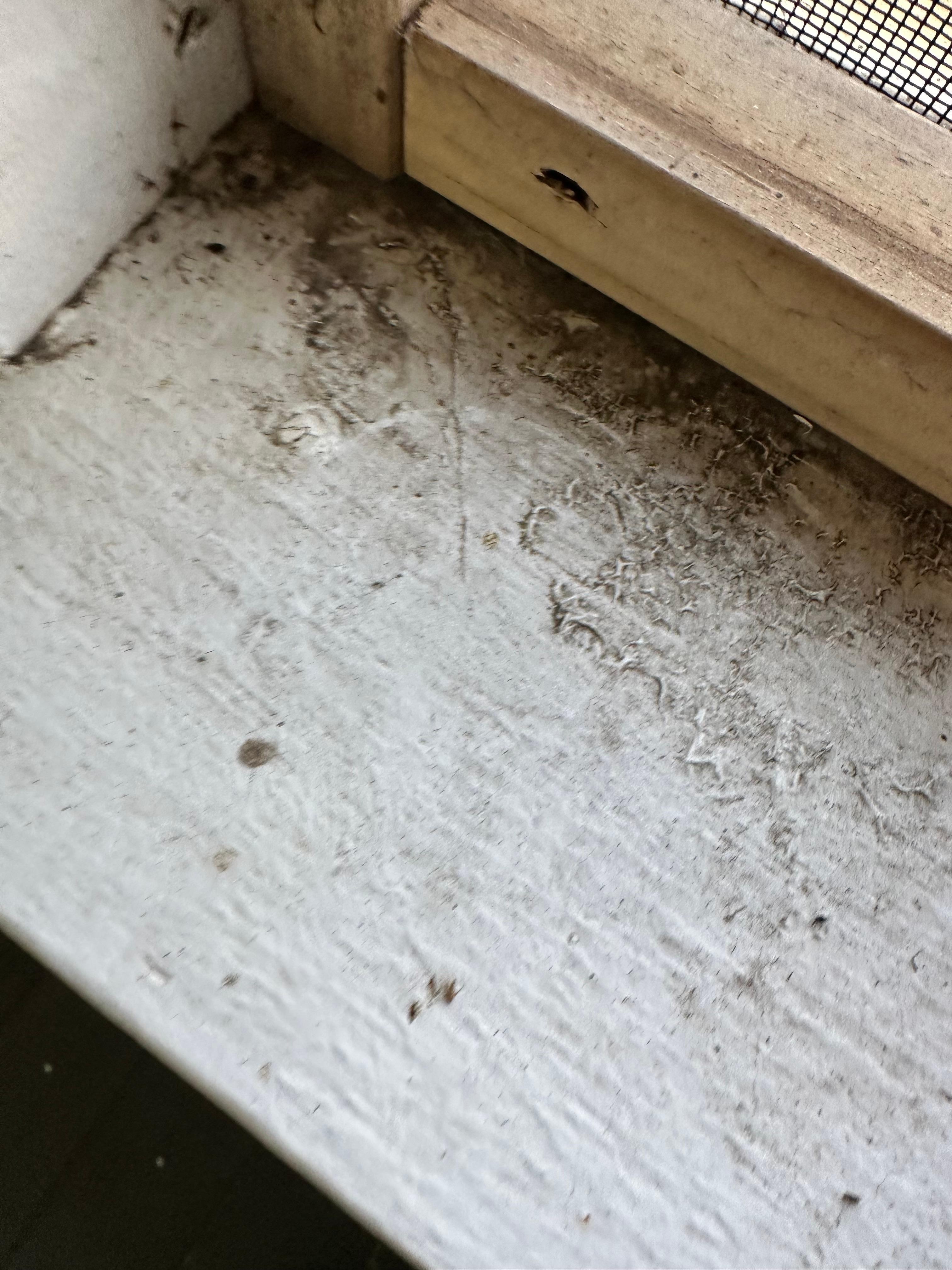 The sills. I was so embarrassed because we were hosting some friends. 