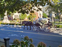 Horse and carriage seen from the front porch of The Harrison.