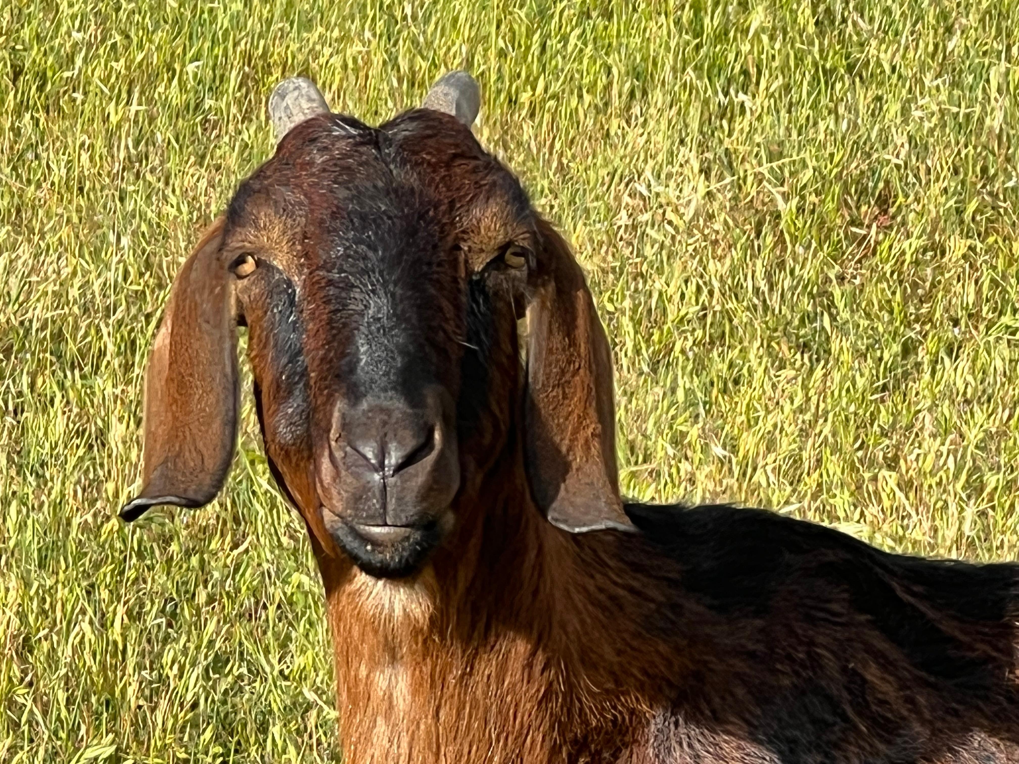 Very friendly goats!
