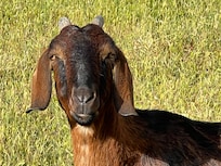 Very friendly goats!