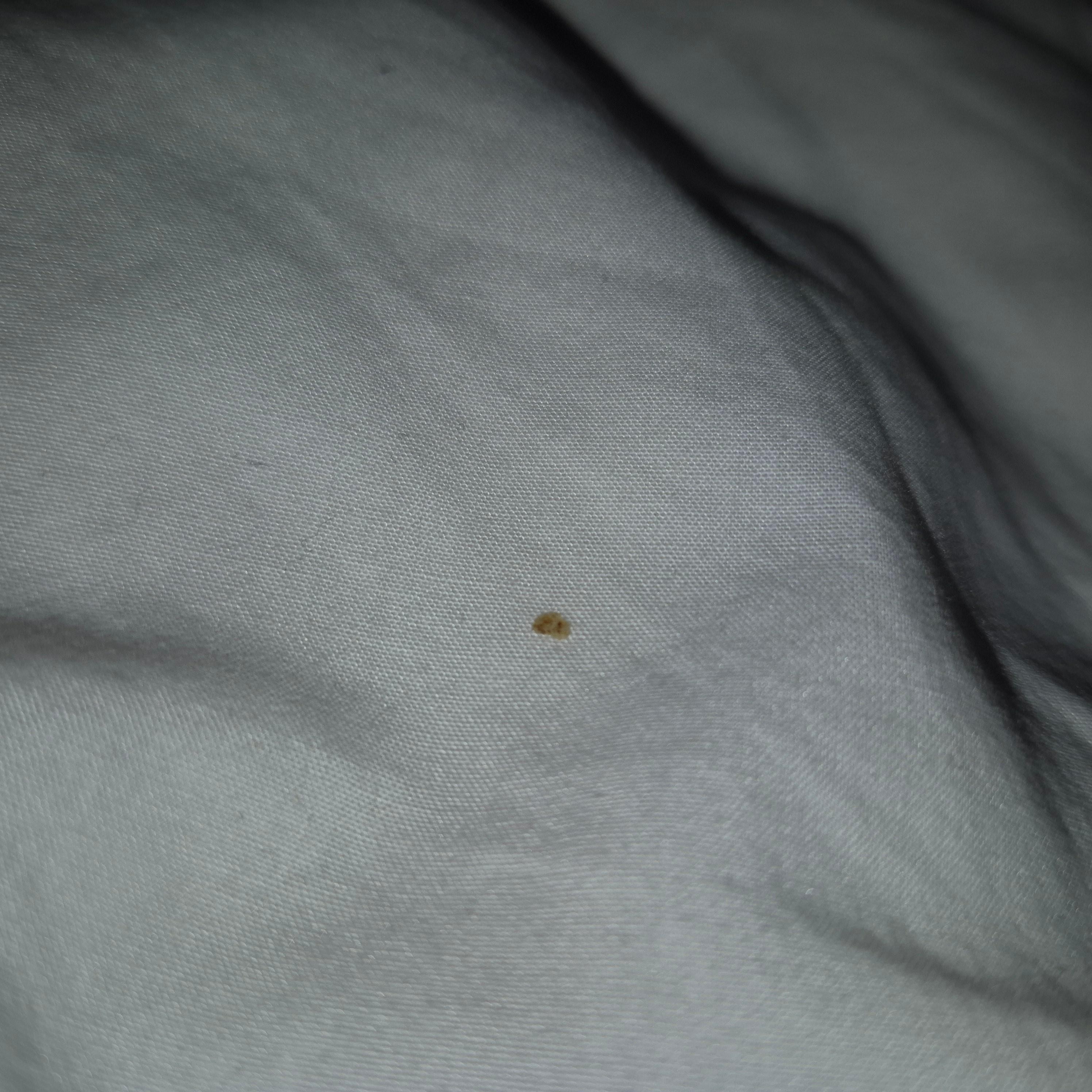 Bed bug.  Several more photos but limited on photos