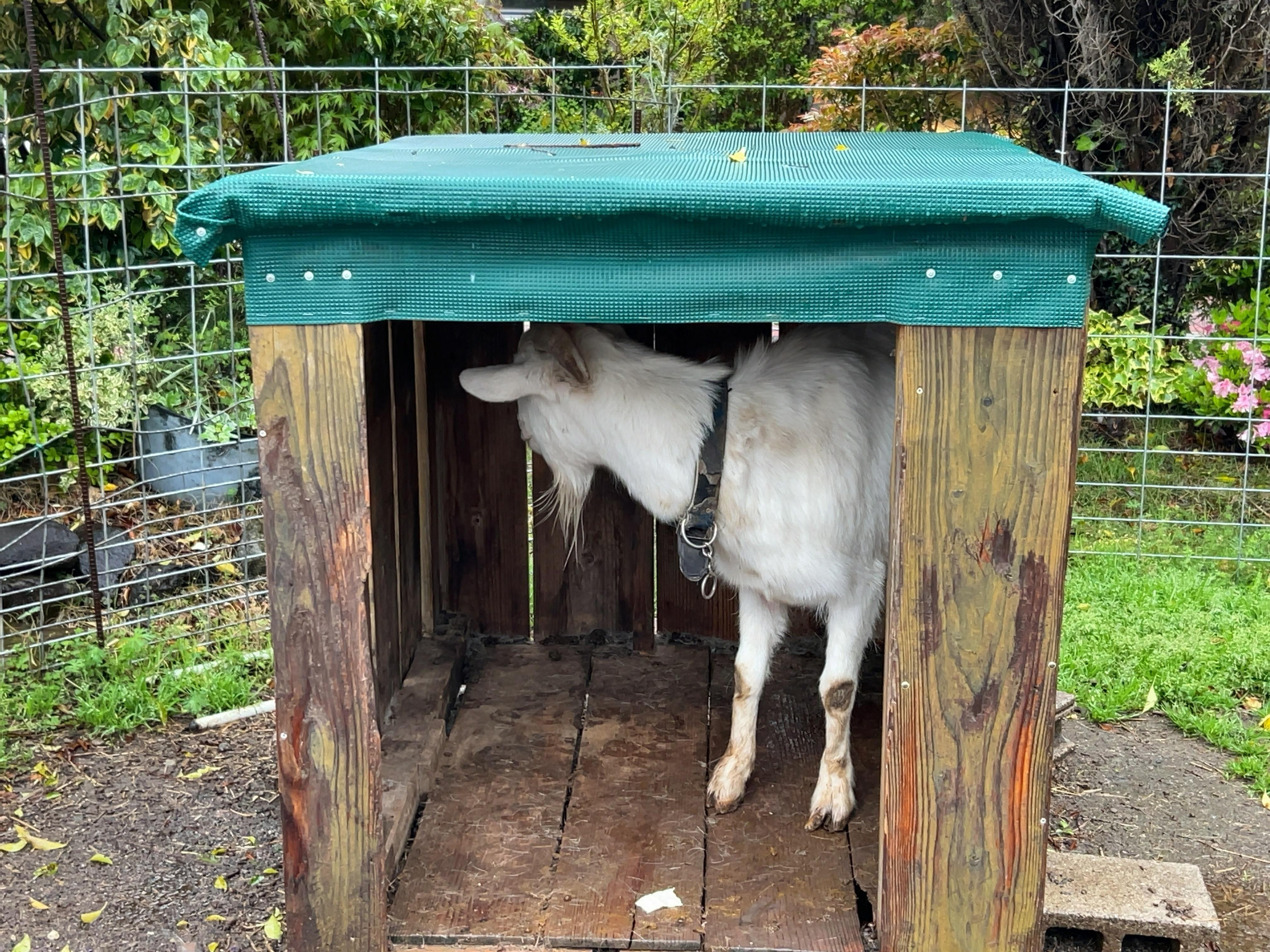 ケンちゃん
毎朝、えさやりが体験できます（無料）