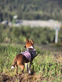 Mocha enjoying a hike