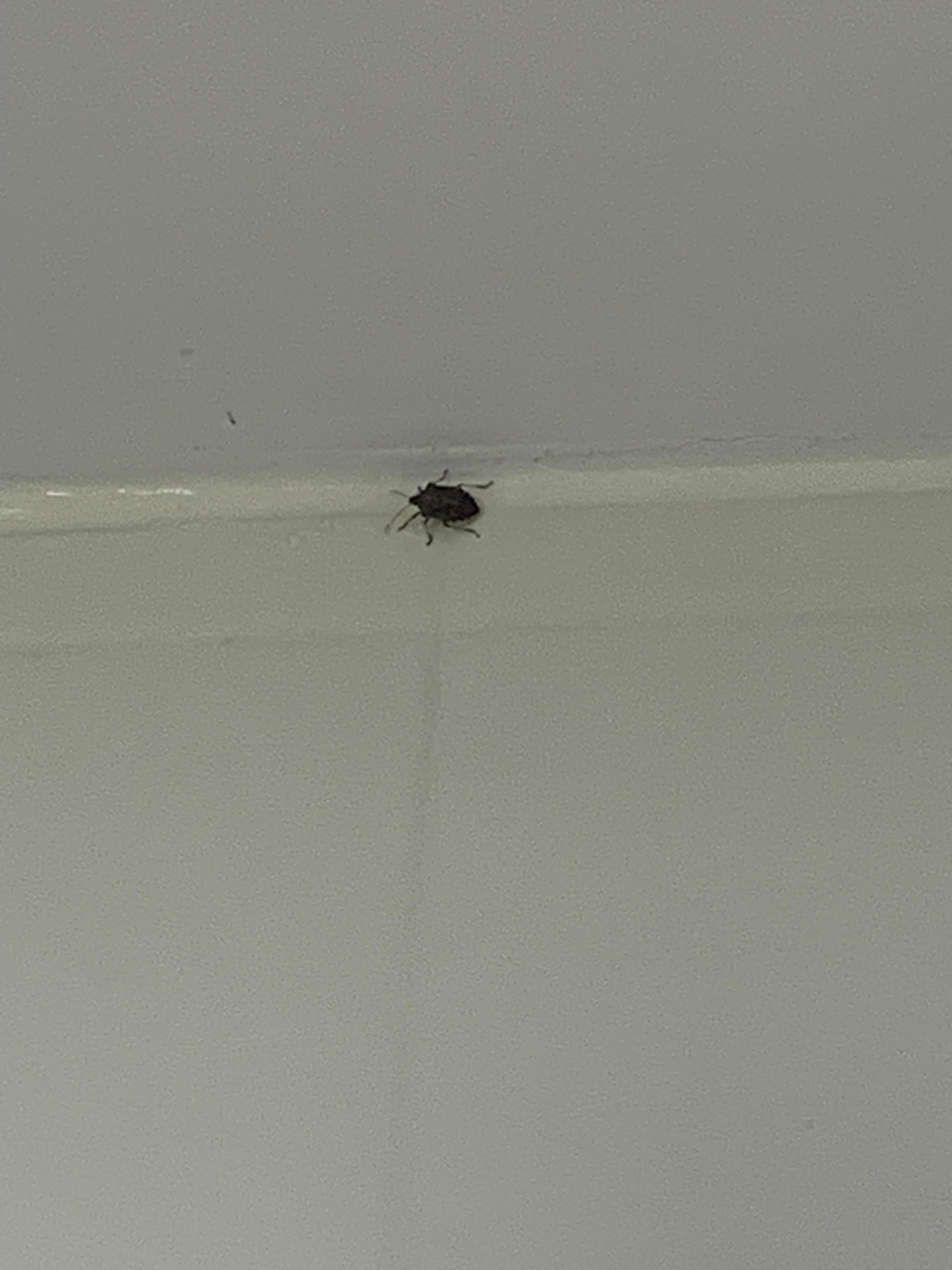 The bugs we found in our room 