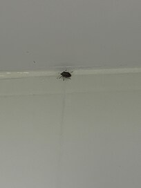 The bugs we found in our room