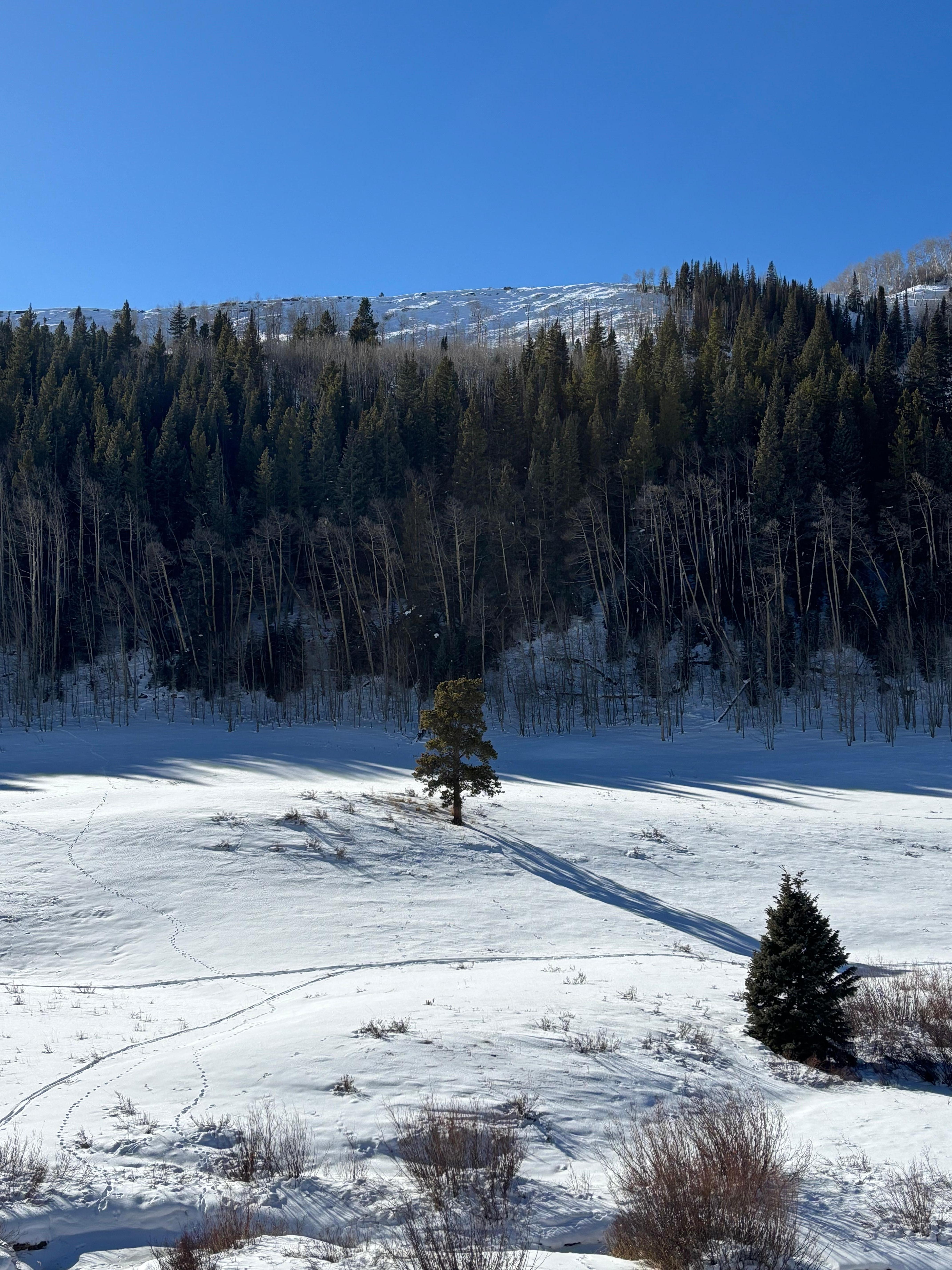 Mountains on one of the hiking trails near by Crestted Butte.