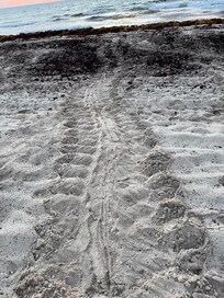 Turtle trail