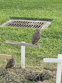 Burrowing owls across the street