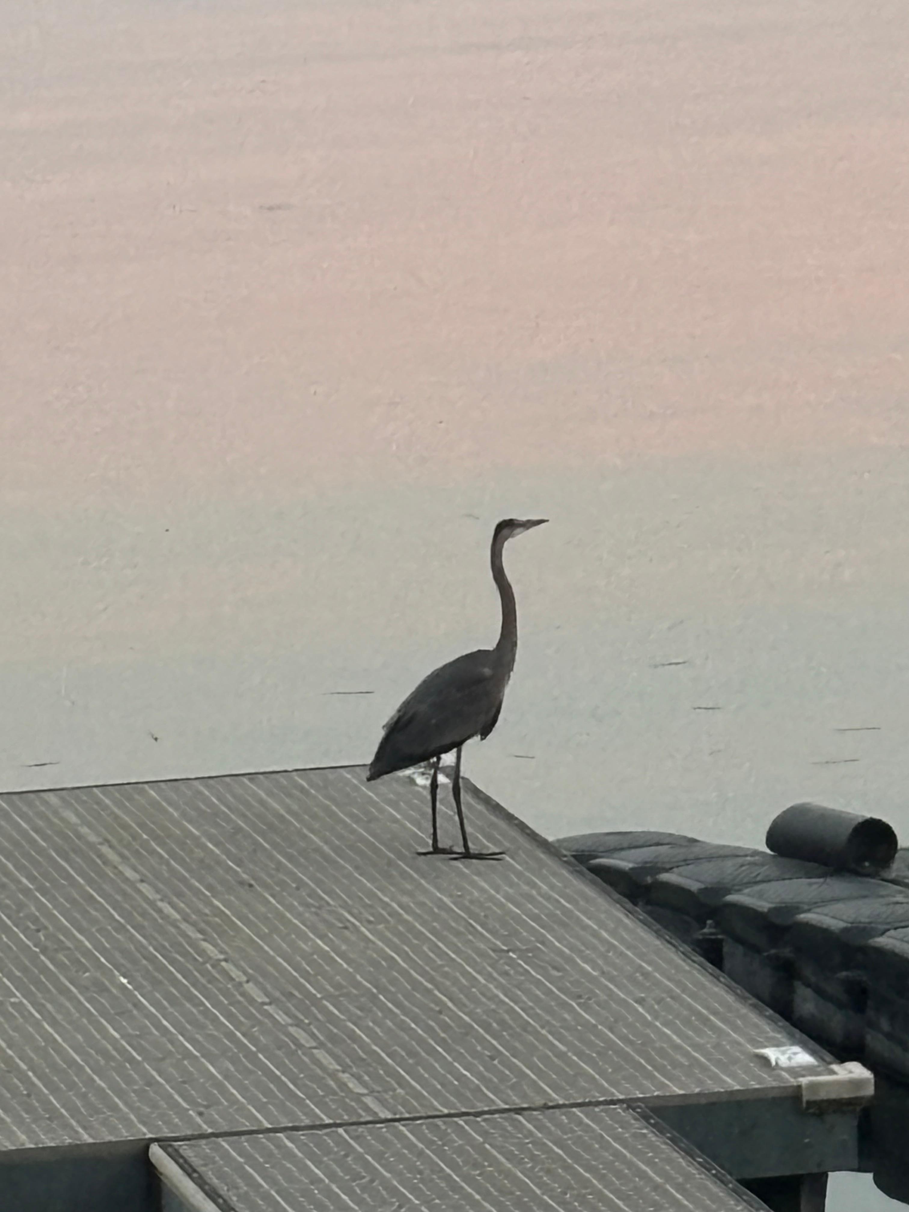 Amazing wildlife on the lake at sunset 