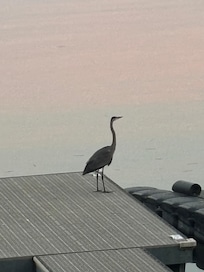 Amazing wildlife on the lake at sunset